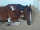 sleepy pony