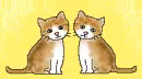 cats in love