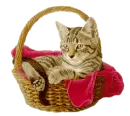 kitty in a basket