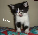 Lara Kitten