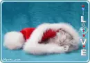 kitty love