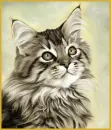 lovely kitty