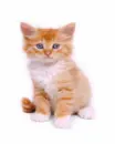 Moving kitten