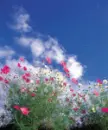 Pink Flowers