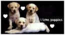I love puppys