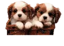Twinkling Puppy Basket