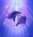 Dolphin Love