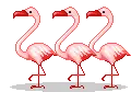 Flamingos