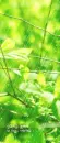 Nature - Leaf and Rain