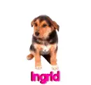 Dog-Ingrid