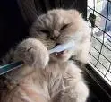 funny cat