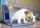 cleaning cute pet