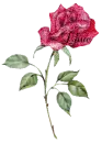 Love rose