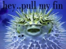 pull my fin