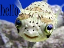 hello