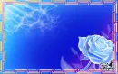Blue Rose