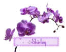 Shirley