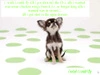 a dog that sings