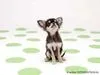 a cute dog