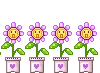 Purple Daisies