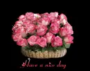 flowers - nice day
