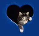 cute kitty