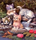kittens