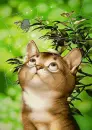 funny kitty