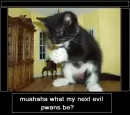 evil kitty