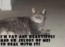 FAT CAT