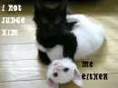 black & white kittens