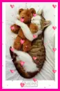 cat with a bear napping