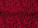 Red leopard print