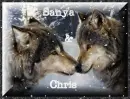 wolves in the snow