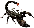 KinG OF ScOrPiOn'Z