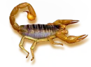 scorp