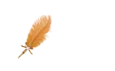 Kimberly - Feather Pen Orange