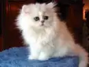 Kitten