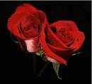 2roses