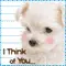 cute