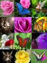 nature's way