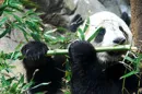 Panda Eating