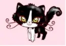 Black and white Cat