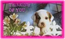 Thinking of you-puppy with flowers