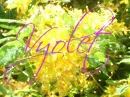 Flower Vyolet