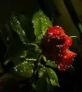 Red Rose