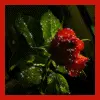 Red Rose