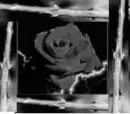rose and thorns