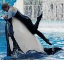 Orca and trainer