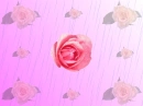 rose rain